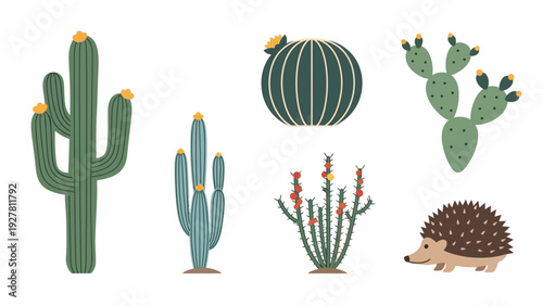 Minimalist Collection of Various Cactus and Succulent Illustrations for Design