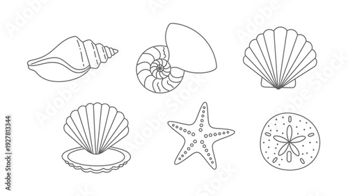 Set of minimalist line drawings of various seashells starfish and marine life illustrations