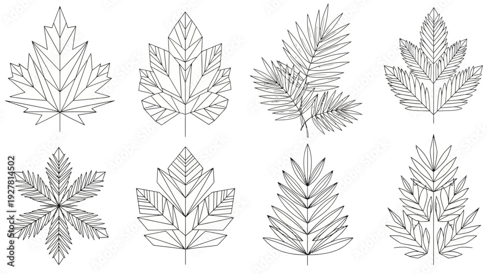 Fototapeta premium Collection of 8 intricate line drawings of various leaf types for botanical illustrations and