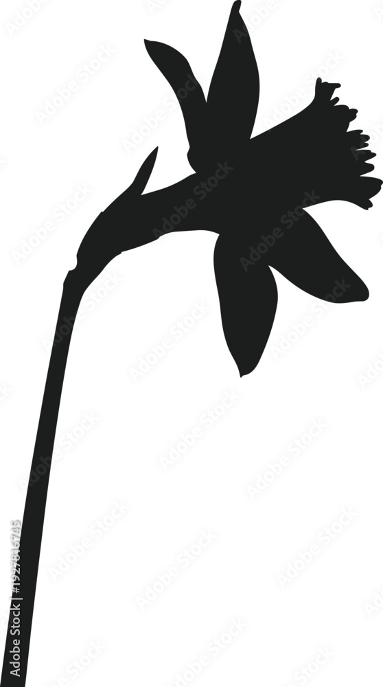 Obraz premium Daffodil silhouette vector graphic isolated on white background flower