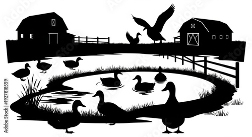 Ducks Swimming in Farm Pond.