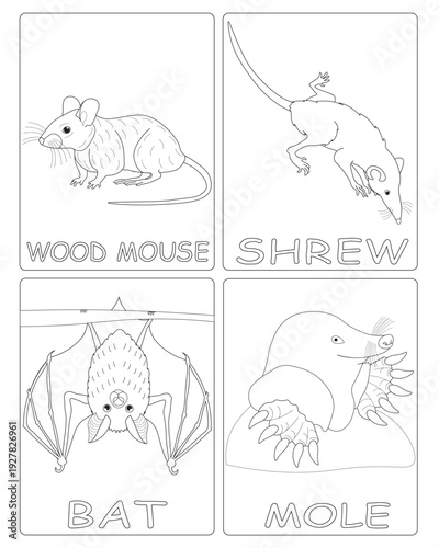 Black and white drawings for children's coloring. illustrations of wild animals  creatures. image of wood mouse, shrew, bat, mole. vector graphics for kids education.