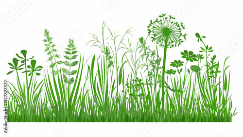 A vibrant collection of green grasses and wildflowers against a white background