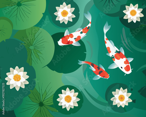 Koi fish swim among white water lilies and green lily pads