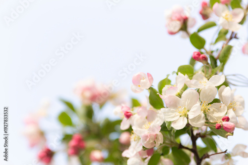 Apple tree blossoms in the evening spring sun