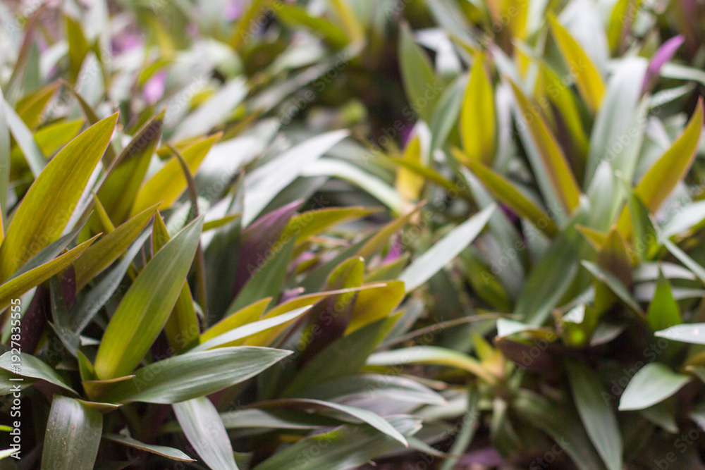 Fototapeta premium Tradescantia spathacea plants thriving in home garden, lush green leaves, ideal for nature, gardening, lifestyle, or tropical-themed stock photos.