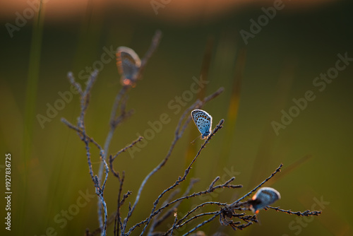 Closeup view of three amanda's blue butterflies resting on heather during sunset