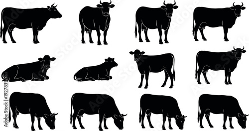 Set of twelve black cow silhouettes in various poses including standing, grazing, and lying down on white background vector illustration.