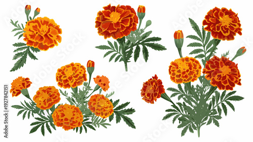 A collection of vibrant orange marigold flowers with green foliage