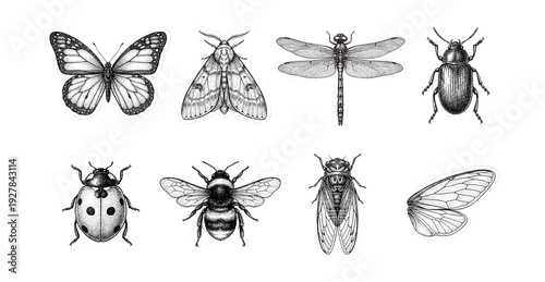 Vintage ink insects and wings .