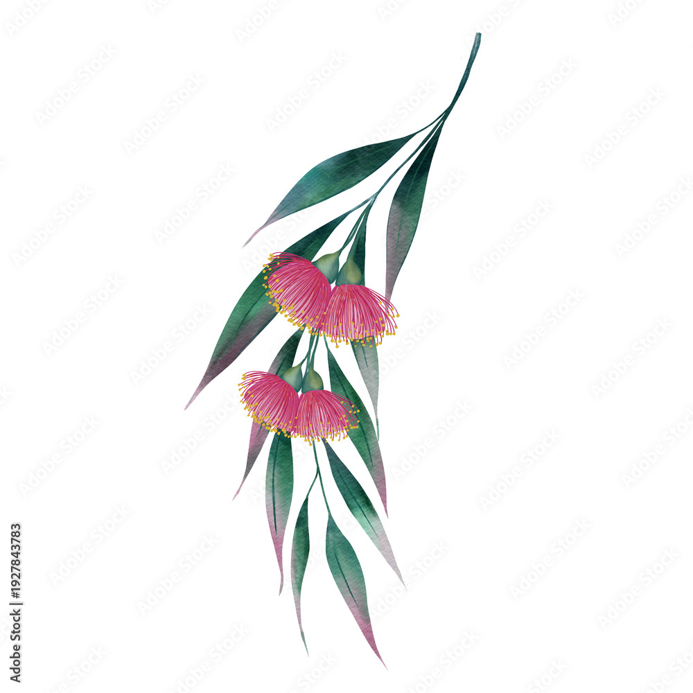 Obraz premium Eucalyptus branch with long leaves and pink flowers watercolor illustration. Hand drawn medicinal and aromatic plant on isolated background. For design and packaging.
