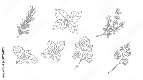 Clean Line Art Illustrations of Various Fresh Culinary Herbs on a White Background