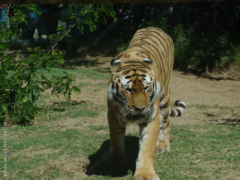 Fototapeta premium Amazing picture of a Bengali tiger, taken at the zoo of La Palmyre, France, during a lovely spring day.