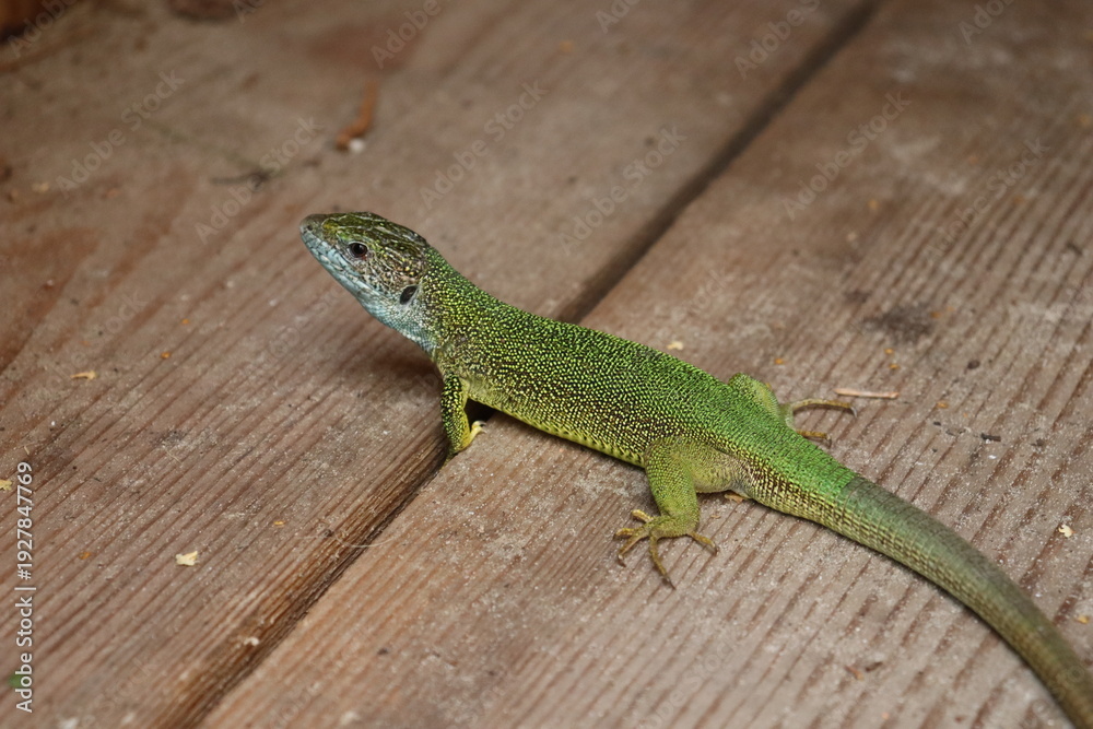 Fototapeta premium Green lizard resting on wooden surface in natural habitat