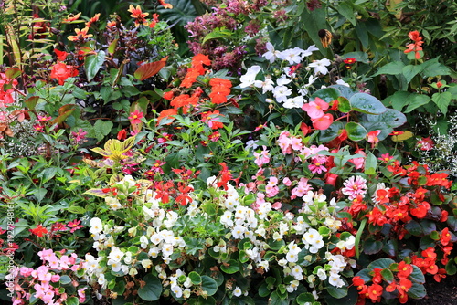 Begonia bright flowers bloom in a garden during the summer day.