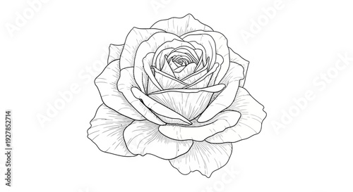 Elegant black and white illustration of a rose in full bloom