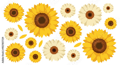 Vibrant Collection of Yellow and White Sunflowers and Petals Scattered Across a Clean White Background