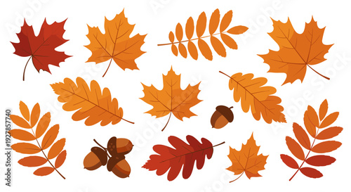 Vibrant Autumn Leaves and Acorns Collection A Beautiful Assortment of Seasonal Foliage in Rich Fall Colors