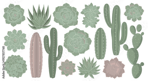 Collection of diverse succulent and cactus varieties in a charming pastel green and dusty rose color palette isolated on a white background
