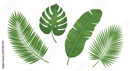 Collection of exotic tropical palm leaves and monstera leaf isolated on white background in a vibrant green color palette
