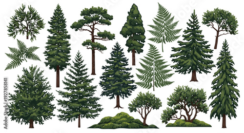 Collection of Diverse Evergreen Trees and Ferns Isolated on White Background Detailed Botanical Illustration
