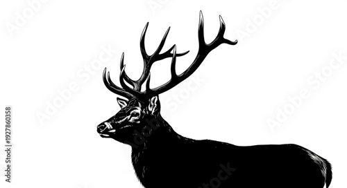 Silhouette of Deer with Antlers.