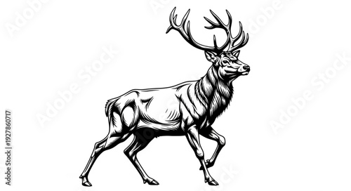 Running Deer with Large Antlers.