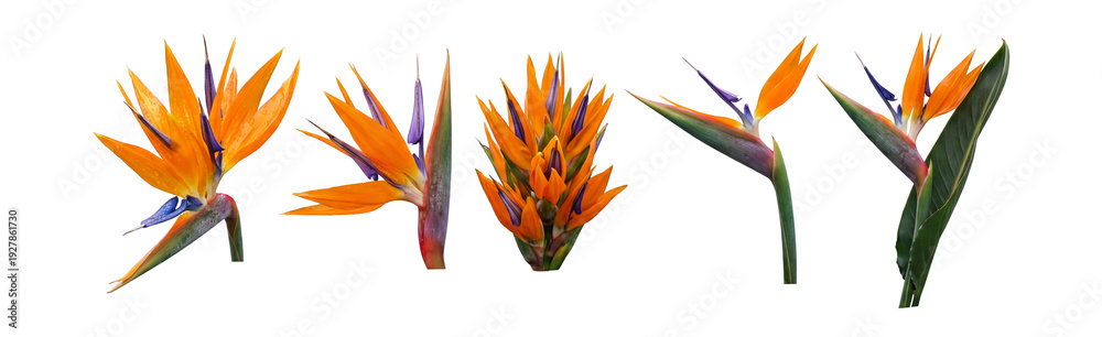 custom made wallpaper toronto digitalExotic bird-of-paradise blooms photo-real .