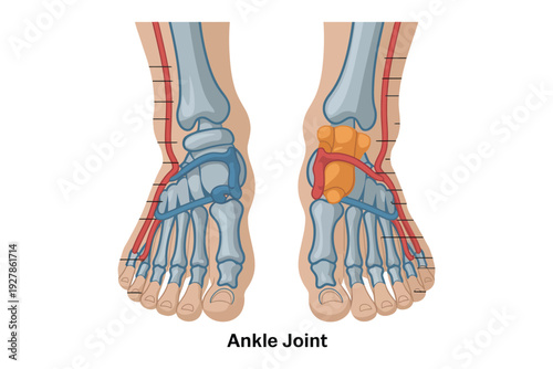 Ankle joint anatomy illustration with labeled bones and ligaments