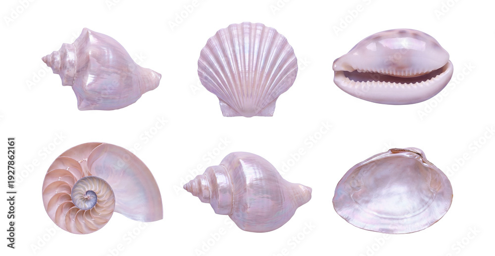 custom made wallpaper toronto digitalSeashells pearly iridescent photo-real .