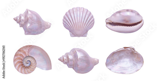 Wallpaper Mural Seashells pearly iridescent photo-real . Torontodigital.ca