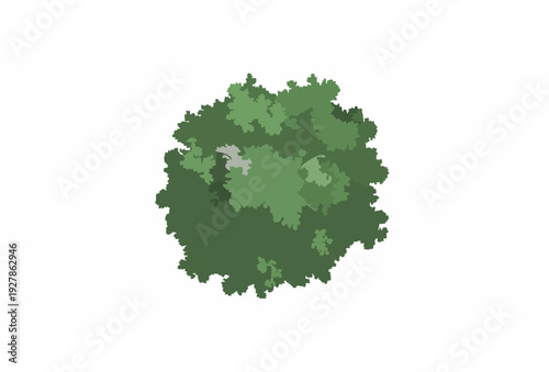 Realistic Overhead Green Forest Tree Crown Top View Botanical Vector Isolated on White