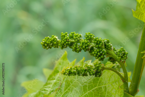 Blooming young wine grapes in the vineyard in the spring time.