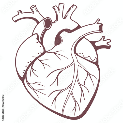 Anatomy of a human heart
