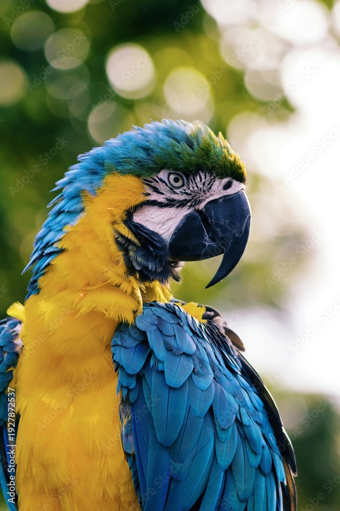 Obraz premium blue and yellow macaw