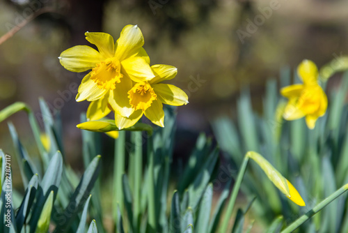 Wallpaper Mural Bright yellow daffodil blooms captured in close-up with soft background bokeh, green foliage and warm sunlight conveying spring, renewal and cheerful natural beauty in a garden setting Torontodigital.ca