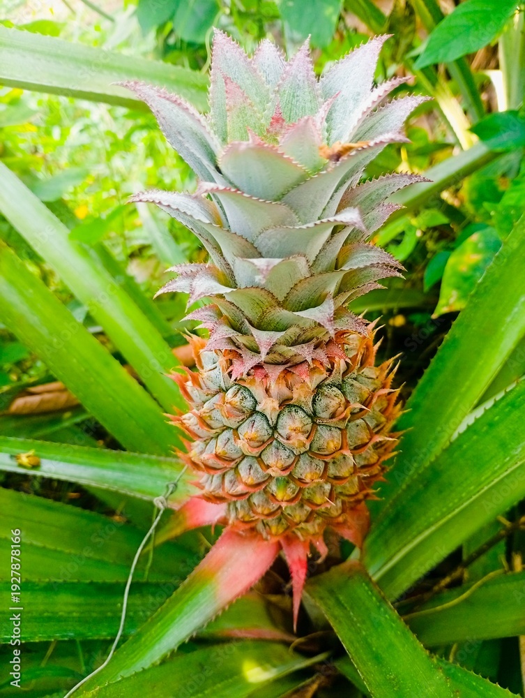 Fototapeta premium pineapple in the garden