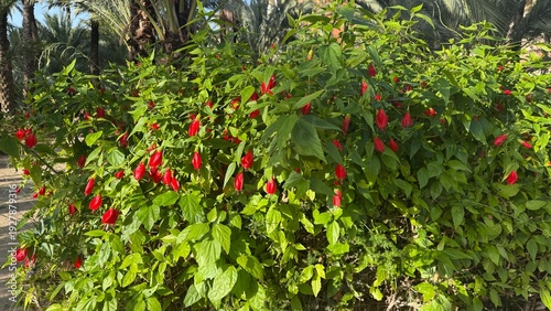 Blossoming Bush: A vibrant display of nature, a bush overflowing with lush green foliage and bursts of bright red flowers. A picturesque capture that radiates freshness.