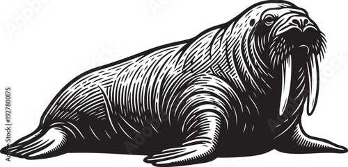 Black silhouette of a walrus resting, isolated on white background