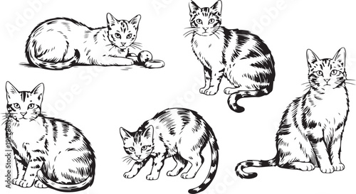 A charming collection of five detailed black and white hand drawn cats in various poses