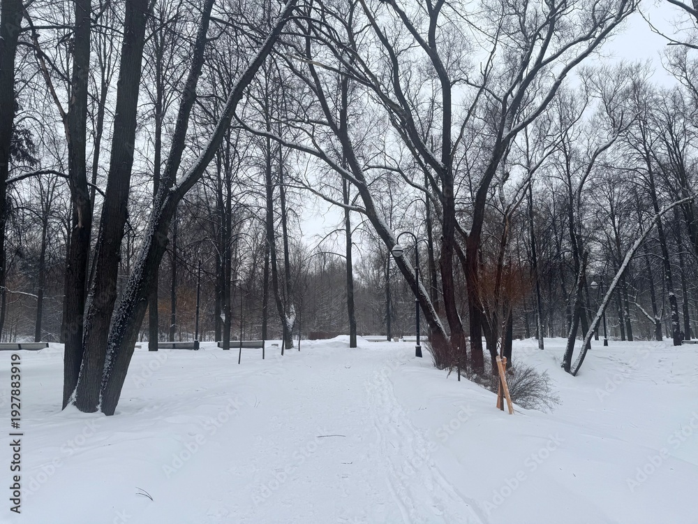 Fototapeta premium snowy trees in the winter park