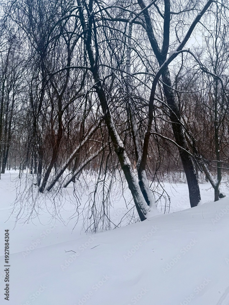 Fototapeta premium snowy trees in the winter park