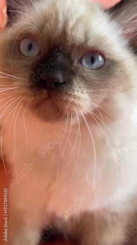 Adorable kitten with blue eyes and fluffy fur on peach background