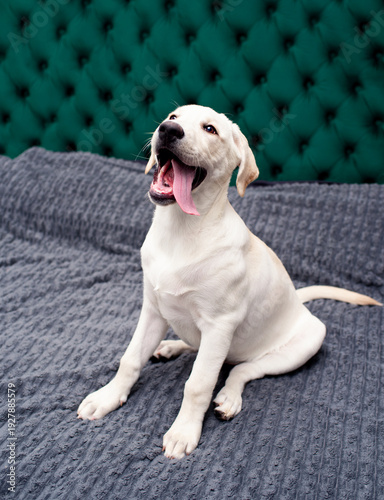 Labrador puppy sitting on the bed. The dog is six months old. The dog looks up with its mouth open. Training. The photo is vertical and blurred.