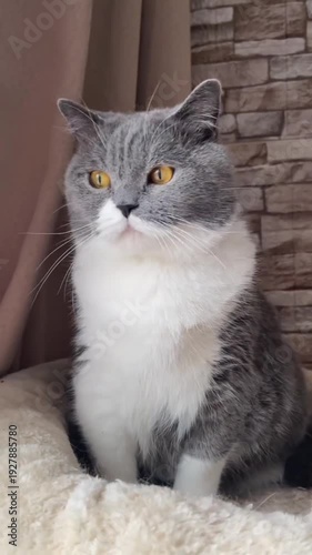Cute British Shorthair cat with yellow eyes sitting on soft cushion