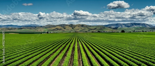 Wallpaper Mural The Field of Green Rows Stretching Toward Distant Rolling Hills Under Dramatic Sky Torontodigital.ca