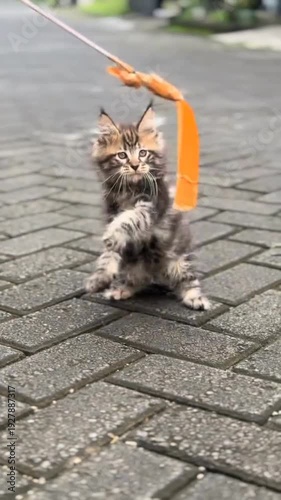 Adorable kitten playing with orange ribbon on a brick street
