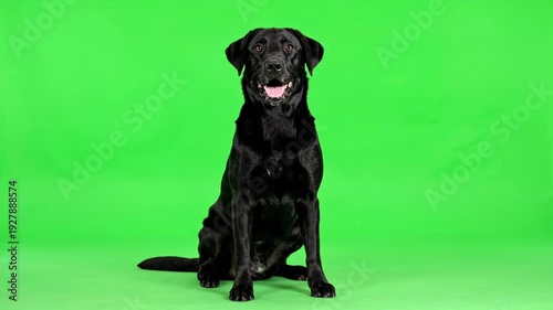 Friendly black labrador retriever sitting on green screen background