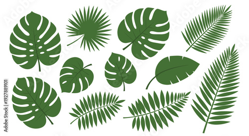 Collection of Various Tropical Leaves Illustration.