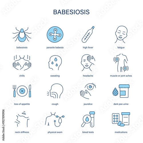 Babesiosis symptoms, diagnostic and treatment vector icon set